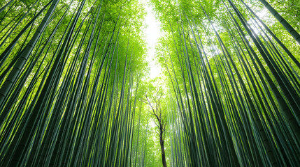 Fototapeta premium Dense Bamboo Forest Under Sunlight