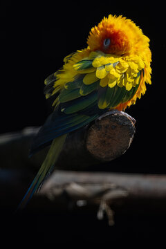 A resting and sleeping sun aratinga parrot.
