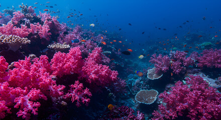 Naklejka premium Vibrant Underwater World: Thriving Coral Reef Ecosystem with Abundant Marine Life