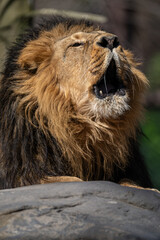 An Indian lion roars outside in the enclosure.
