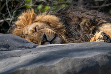 An Indian lion sleeping outside in an enclosure.
