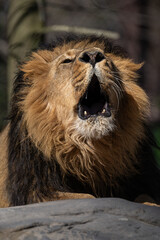 An Indian lion roars outside in the enclosure.
