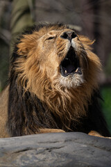 An Indian lion roars outside in the enclosure.
