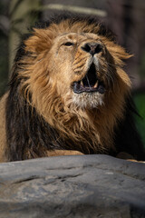 An Indian lion roars outside in the enclosure.
