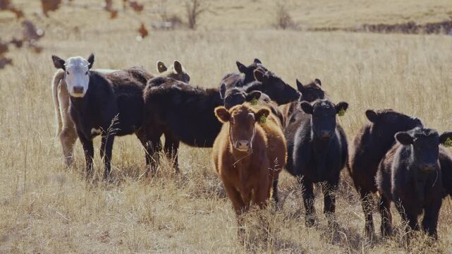 A small herd of cows stand in a pasture of dry grass during the winter