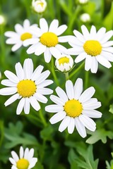 Fototapeta premium Wild chamomile flowers blooming in a tranquil herb garden under soft natural sunlight