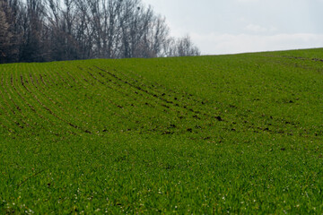 Vibrant green field shows signs of recent agricultural activity with distinctive plowing marks, illustrating springtime renewal in a rural landscape