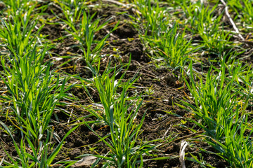 Lush green grass sprouts vigorously from rich soil under a bright sun, signaling the arrival of spring and new growth in an agricultural setting