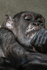 Fototapeta premium Portrait of a common chimpanzee monkey. 