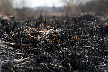 The blackened earth and burnt vegetation showcase the severe impact of a wildfire in a rural setting under clear skies, highlighting environmental destruction