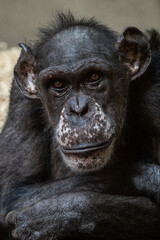 Portrait of a common chimpanzee monkey.
