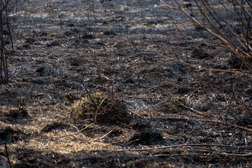 Charred ground reveals signs of a recent wildfire, with patches of emerging vegetation and remnants of the burnt forest under soft spring light