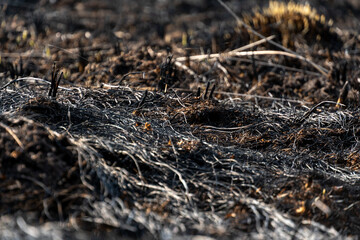 Charred remnants of vegetation cover the ground, highlighting the aftermath of a wildfire that has left the landscape scorched and barren