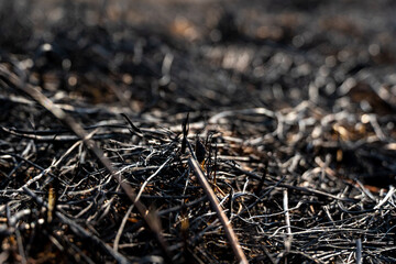 Charred remains of vegetation spread across the ground, highlighting the aftermath of a wildfire that ravaged the area in the recent summer season