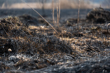Charred remnants of vegetation cover the ground following a wildfire, with new growth starting to emerge amidst the blackened landscape during dawn