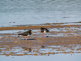 A Pair Of Pied Oystercatchers Lifting Feet