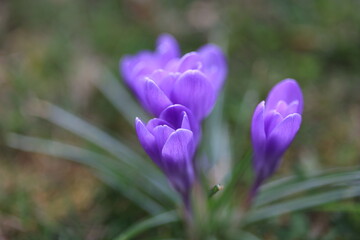 Fototapeta premium crocus
