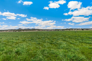 Obraz premium A grassy field under a blue sky with clouds in the background