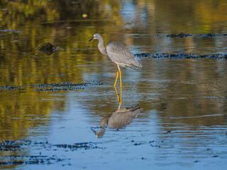 Grey Heron In Shallows Looking Away.