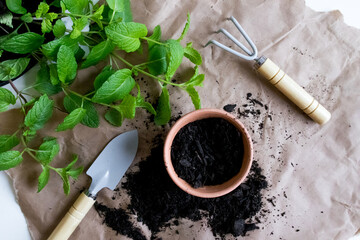 Gardening tools and fresh mint with soil in terra cotta pot on craft paper