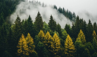 Foggy autumn forest landscape with colorful trees on mountainside