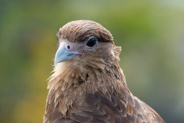 Terre de Feu, Faucon, Ushuaia, Argentine 