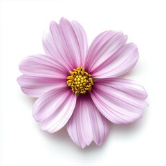 Light purple flower with rounded petals and bright yellow center