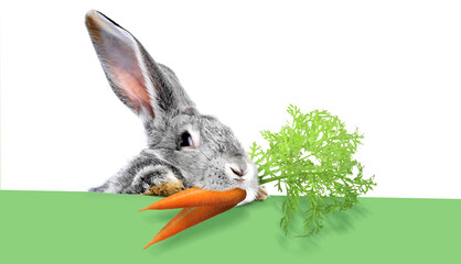 Cute grey rabbit with carrots peeking out of green banner on white background