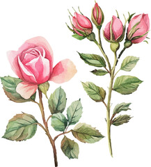bouquet of pink roses