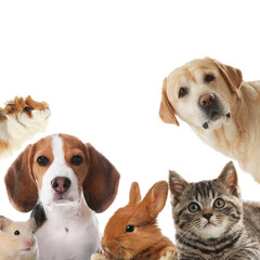 Bunny and other animals looking at camera on white background