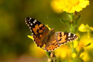 Colorful butterfly perches delicately on a vibrant yellow flower under warm sunlight in a serene garden setting