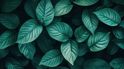 Lush green leaves arranged in a dense, eye-catching, natural pattern.