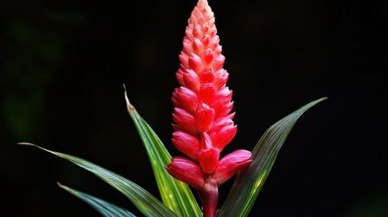 Close-up of a vibrant red ginger flower with dark backdrop.