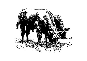 Angus cattle hand drawn sketch vector illustration