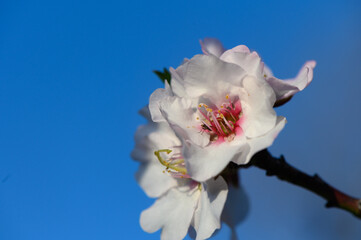 Obraz premium Delicate cherry blossom blooms under a clear blue sky during spring season in a tranquil garden setting
