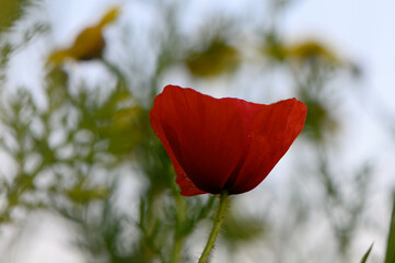 Vibrant red poppy swaying gently in a sunlit meadow during the warm embrace of springtime