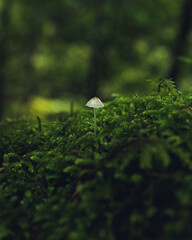 Hongo blanco en el bosque humedo