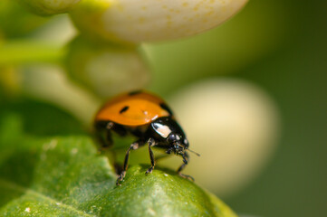Vibrant ladybug resting on a green leaf in a lush garden during a sunny afternoon