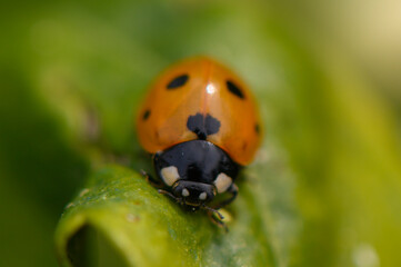 Delicate ladybug explores vibrant green foliage under soft sunlight in a tranquil garden setting
