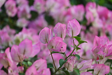 春のカラフルなピンクの花