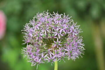春のカラフルな紫の花