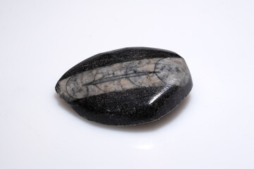 Polished Natural Trilobite Fossil Showing Clear Segmented Structure in Contrasting Stone Matrix on White Background