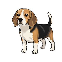 
beagle