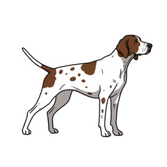 German Shorthaired Pointer