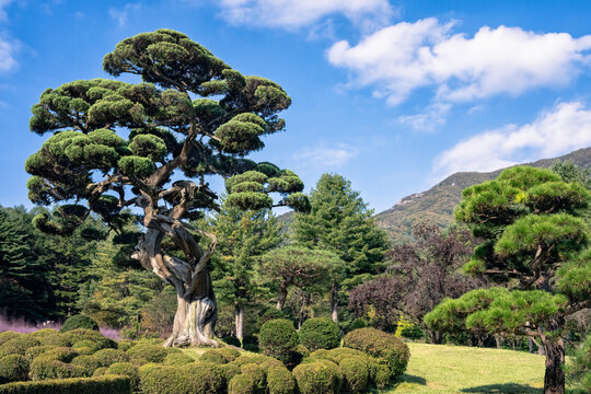The Millennium Juniper, estimated to be approximately 1,000 years old,  located in the Garden of Morning Calm in Gapyeong County, South Korea