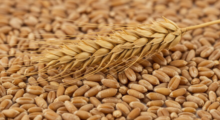 Golden wheat stalk rests upon a bed of ripe grains, a symbol of harvest and abundance, showcasing nature's bounty in warm, natural light.