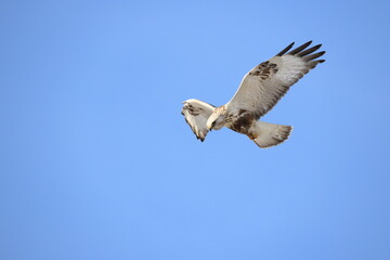 The rough-legged buzzard (Europe) or rough-legged hawk (North America) (Buteo lagopus menzbieri) in Hokkaido, Japan.