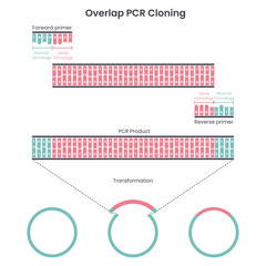 Genome sciences educational graphic diagram of overlap PCR cloning