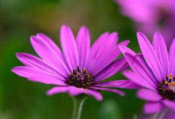 Obraz premium Colorful purple flowers bloom vibrantly in a lush green garden during the warm afternoon sunlight of mid-spring