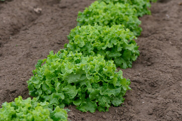 Lush green lettuce thriving in a neat row under gentle sunlight in a tranquil garden setting